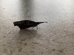 Libytheana carinenta mexicana