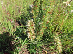 Echiostachys incanus