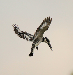 Ceryle rudis rudis