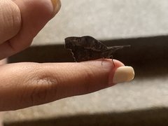 Libytheana carinenta mexicana