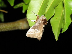 Podalia walkeri