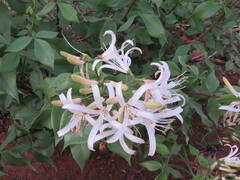 Spiranthera odoratissima