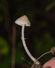 Hemimycena lactea