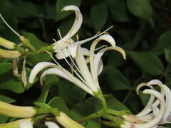 Spiranthera odoratissima