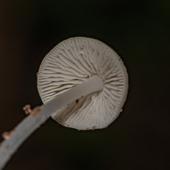 Hemimycena lactea
