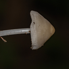 Hemimycena lactea
