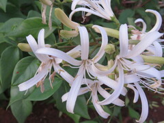 Spiranthera odoratissima