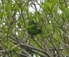 Cyclopsitta diophthalma