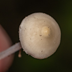 Hemimycena lactea