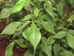 Spiranthera odoratissima