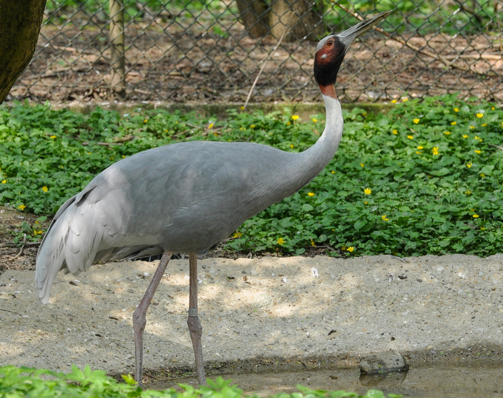 Sarus Crane