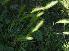 Hordeum murinum