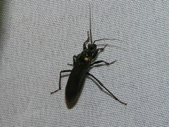 Melanolestes lugens