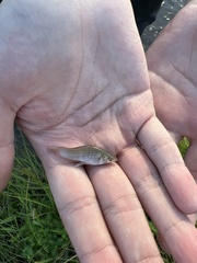 Poecilia latipinna
