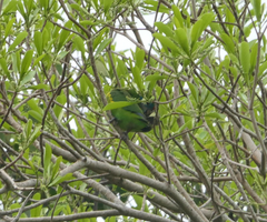 Cyclopsitta diophthalma