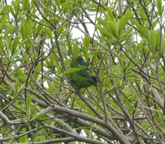 Cyclopsitta diophthalma