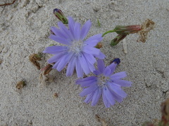Lactuca tatarica