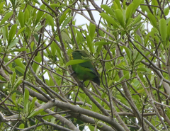 Cyclopsitta diophthalma