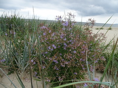 Lactuca tatarica
