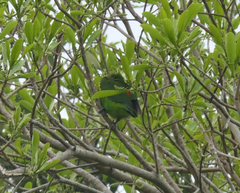Cyclopsitta diophthalma