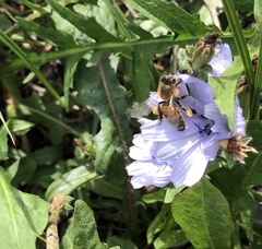 Apis mellifera