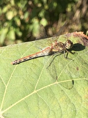Sympetrum striolatum