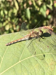 Sympetrum striolatum