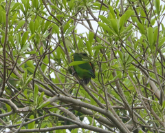 Cyclopsitta diophthalma