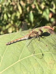 Sympetrum striolatum