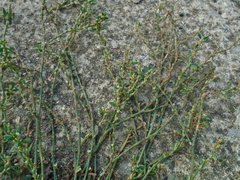 Polygonum aviculare