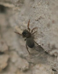 Euophrys frontalis