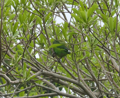 Cyclopsitta diophthalma