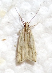Helcystogramma hystricella