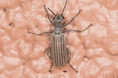 Epicauta tenuilineata