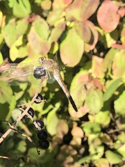 Sympetrum sanguineum