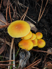 Hygrocybe ceracea