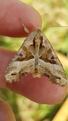 Phlogophora meticulosa