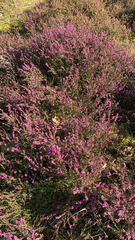 Ericeae