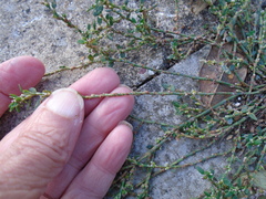 Polygonum aviculare