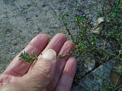 Polygonum aviculare