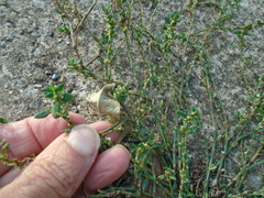 Polygonum aviculare