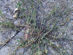 Polygonum aviculare