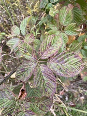 Rubus allegheniensis