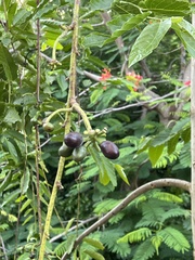 Cananga