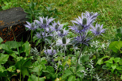 Eryngium alpinum