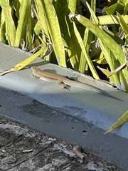 Pholidoscelis exsul