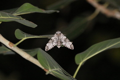 Psilogramma casuarinae