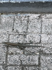 Pholidoscelis exsul