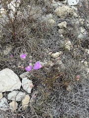 Agalinis edwardsiana