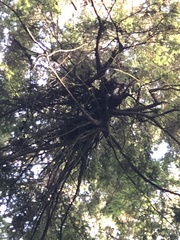 Arceuthobium tsugense